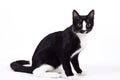 Black cat on white background Royalty Free Stock Photo