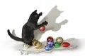 Black cat on a white background playing with toys. Royalty Free Stock Photo