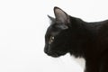 Black cat on a white background, portrait.