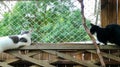 Two black and white cats sitting on either side of the wooden fence enjoyed the view from the window Royalty Free Stock Photo