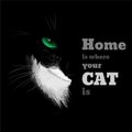 Black cat with a white chest and green eye Royalty Free Stock Photo