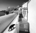 Black cat in a white city on the island of Santorini. Greece. Black and white Royalty Free Stock Photo