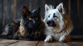 Black cat and white dog lying together on the floor.