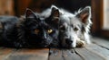 Black cat and white dog lying together on the floor.