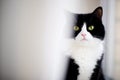 A black cat with a white face peeks out from behind the curtain Royalty Free Stock Photo