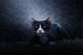 Black cat with white feet and a nose on the ground Royalty Free Stock Photo