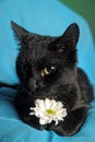 Black cat with a white flower on a blue background Royalty Free Stock Photo