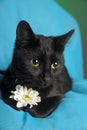 Black cat with a white flower on a blue background Royalty Free Stock Photo