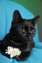 Black cat with a white flower on a blue background Royalty Free Stock Photo