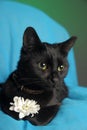 Black cat with a white flower on a blue background Royalty Free Stock Photo