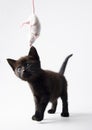 Black cat & White mouse Royalty Free Stock Photo