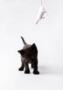 Black cat & White mouse Royalty Free Stock Photo
