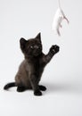 Black cat & White mouse Royalty Free Stock Photo