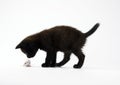 Black cat & White mouse Royalty Free Stock Photo