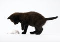 Black cat & White mouse Royalty Free Stock Photo