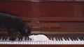 Black cat and white mouse together playing the piano Royalty Free Stock Photo