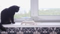 Black cat and white mouse together on the windowsill Royalty Free Stock Photo
