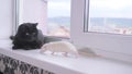 Black cat and white mouse together on the windowsill Royalty Free Stock Photo