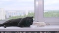 Black cat and white mouse together on the windowsill Royalty Free Stock Photo