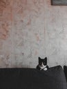 A black cat with a white muzzle is lying on the edge of a gray sofa in a room Royalty Free Stock Photo