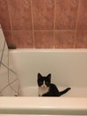 A black cat with a white muzzle sits in a white bath in the bathroom and looks directly into the camera