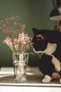 Black cat with a white neck and abdomen sits on a white wooden table and harbors a pink summer flower in a glass vase Royalty Free Stock Photo