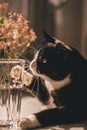 Black cat with a white neck and claws lies on a table and plays with pink summer flowers placed in a glass vase