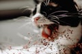 Black cat with a white neck close-up with an open mouth eats pink summer flowers lying on a white table