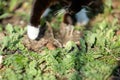 Black cat with white paws hunt for a mouse in the grass. Focus in the mouse Royalty Free Stock Photo