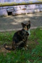 Homeless tricolor cat Royalty Free Stock Photo