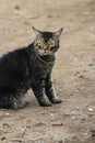 a black cat that had an angry and ferocious expression