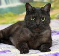 Black cat with white undercoat on the couch