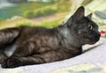 Black cat with white undercoat on the couch