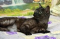 Black cat with white undercoat on the couch Royalty Free Stock Photo