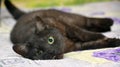 Black cat with white undercoat on the couch