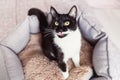 Black cat with white whiskers looking up, licking his lips, sitting in pet bed. Royalty Free Stock Photo