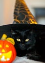 Black cat in a witch hat with pumpkin jack lantern. Halloween concept Royalty Free Stock Photo