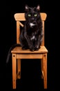 Black cat on wooden chair Royalty Free Stock Photo