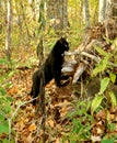 Black cat in the woods in fall Royalty Free Stock Photo