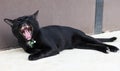 Black cat yawn open mouth Royalty Free Stock Photo