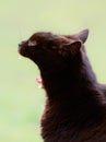 Black Cat Yawning Royalty Free Stock Photo