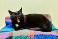 Black cat yawns on a plaid