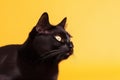 a black cat with a yellow background looking up at the camera with a curious look on its face, with a yellow background behind it Royalty Free Stock Photo