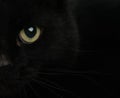 black cat with yellow eye close up portrait Royalty Free Stock Photo