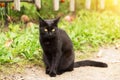 Black cat with yellow eyes and attentive look sits outdoor in nature in sunlight Royalty Free Stock Photo