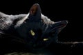 Black cat with yellow eyes, black background Royalty Free Stock Photo