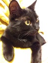 Black cat yellow eyes Royalty Free Stock Photo