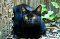 Black cat with yellow eyes hiding behind the tree in the garden. Royalty Free Stock Photo