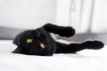 The black cat with yellow eyes lies on a sofa. Playful kitten lies on it's back. Affectionate cute kitty on white