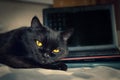 A Black Cat, Yellow Eyes, Looking Into the Camera, Lying on a Laptop Keyboard at Home. Display with Blurred Icons on Black Screen Royalty Free Stock Photo